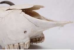 Photo Reference of Animal Skull